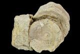 Cretaceous Fossil Fish (Xiphactinus) Vertebrae Cluster - Kansas #127871-1